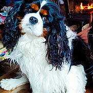 Yoo Too a rejoint le concours — aidez-le/la à gagner de superbes lots ! animal, black_white_tan_fur, brick_wall, cavalier_king_charles_spaniel, companion, cozy, curious, cute, decor, dog, fireplace, fur, head_tilt, home_interior, indoor, long_ears, pet, portrait, warmth, wooden_table
