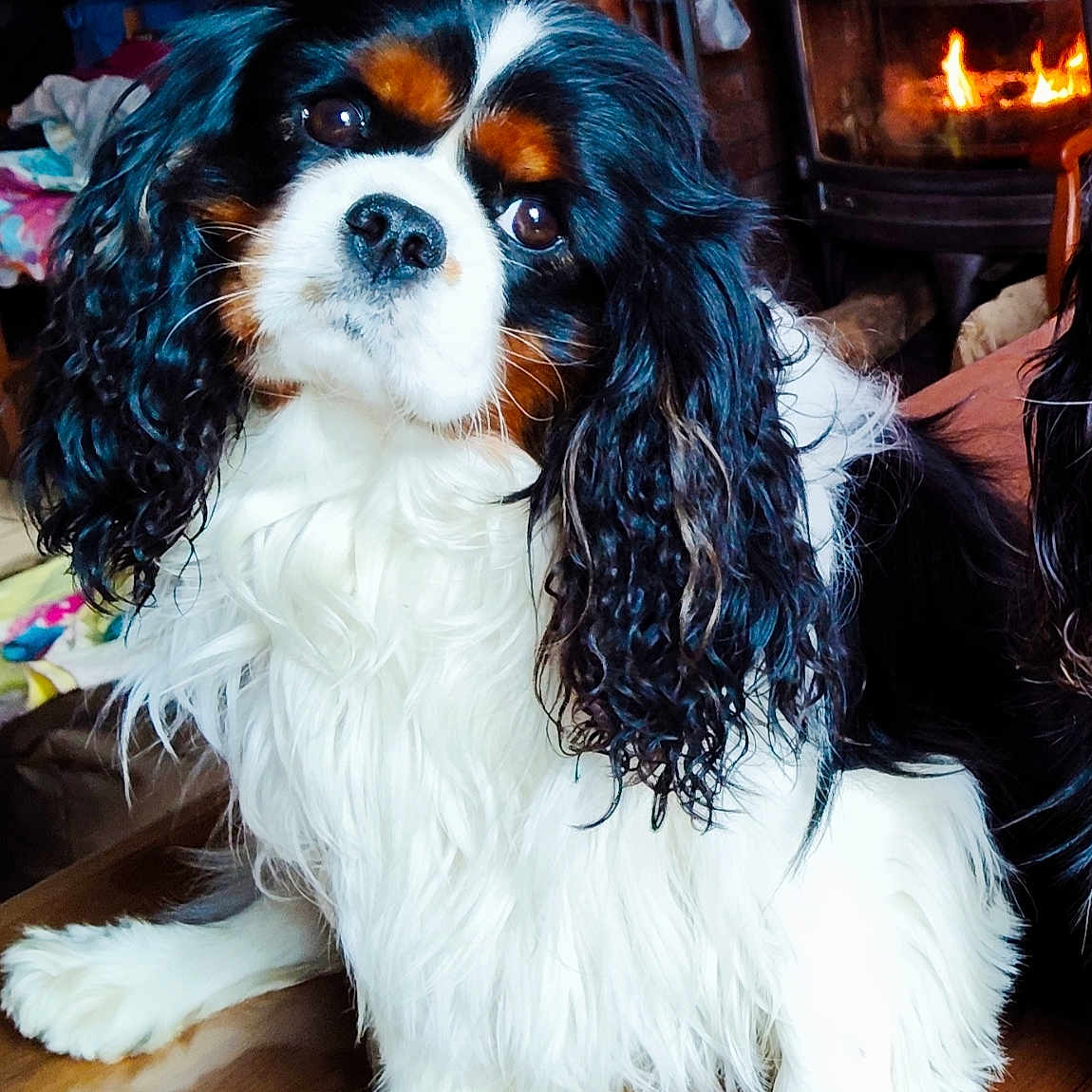 Yoo Too a rejoint le concours — aidez-le/la à gagner de superbes lots ! animal, black_white_tan_fur, brick_wall, cavalier_king_charles_spaniel, companion, cozy, curious, cute, decor, dog, fireplace, fur, head_tilt, home_interior, indoor, long_ears, pet, portrait, warmth, wooden_table