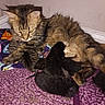 Minnie May joined the competition — help win amazing prizes! animal, blanket, cat, corner, cozy, cute, family, fur, indoor, kitten, mammal, mother_cat, newborn, nursing, pet, purple, resting, sleeping, wall, young