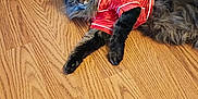 Minnie May is registered to the contest to win money with this photo: animal, cat, clothing, cute, domestic_cat, ears, floor, fluffy, fur, indoor, laying_down, mammal, paws, pet, portrait, red_jacket, relaxed, tabby, whiskers, wooden_floor