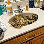 bathroom, cat, closeup, countertop, cup, curious, domestic, faucet, fluffy, household, indoor, pet, phone, relaxed, sink, soap, tabby_cat, toothbrush, towel, wooden_cabinet