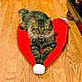cat, tabby, fluffy, santa_hat, red, white_pom_pom, wooden_floor, pet, animal, indoor, relaxed, feline, holiday, christmas, cozy, cute, lying_down, domestic, fur, whiskers
