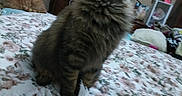 Minnie May joined the competition — help win amazing prizes! animal, bed, blanket, cat, cozy, curtains, decor, domestic, flower_pattern, fluffy_cat, furniture, furry, indoor, lamp, orange_cat, pet, relaxing, shelf, table, window