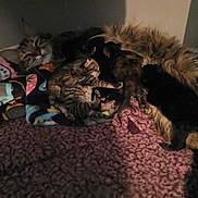 Minnie May is registered to the contest to win money with this photo: animal, blanket, cat, cozy, cute, dim_light, family, feline, fur, indoor, kitten, mother_cat, nursing, pet, resting, shadow, sleeping, soft, texture, warm