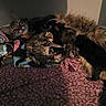 animal, blanket, cat, cozy, cute, dim_light, family, feline, fur, indoor, kitten, mother_cat, nursing, pet, resting, shadow, sleeping, soft, texture, warm