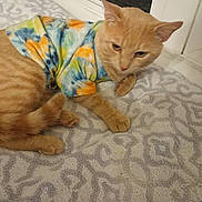 Baby Boy joined the competition — help win amazing prizes! animal, cat, cute, domestic_cat, ears, feline, fur, ginger_cat, indoor, laying_down, orange, patterned_towel, paws, pet, resting, tail, tie_dye_shirt, towel, whiskers, window