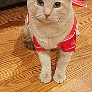 Baby Boy is registered to the contest to win money with this photo: animal, beige_cat, cat, costume, cozy, cute, domestic_cat, ears, feline, floor, fur, indoor, looking_at_camera, paws, pet, portrait, red_outfit, sitting, whiskers, wooden_floor
