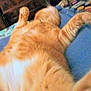 animal, blanket, blue, cat, close_up, cute, domestic_cat, feline, fur, indoor, lying_down, mammal, orange_tabby, paws, pet, relaxed, sleeping, soft, striped, whiskers