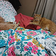 Tigger joined the competition — help win amazing prizes! animal, bed, blanket, cat, comfort, cozy, curtain, domestic_animal, feline, floral_pattern, ginger_cat, home, indoor, orange_cat, pet, pillow, relaxation, resting, sleeping, window