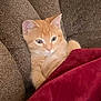animal, blanket, blanket_covered, cat, comfort, couch, cozy, cute, domestic, feline, fur, home, indoor, orange_tabby, pet, relaxed, resting, seated, soft, warm