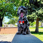Peluche joined the competition — help win amazing prizes! dog, canine, pet, outdoor, park, sunny, greenery, trees, concrete, bow_tie, happy, tongue_out, fur, sitting, leash, daylight, nature, playful, animal, cute