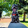 dog, canine, pet, outdoor, park, sunny, greenery, trees, concrete, bow_tie, happy, tongue_out, fur, sitting, leash, daylight, nature, playful, animal, cute