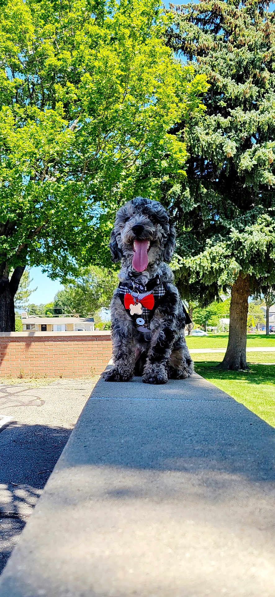 Peluche joined the competition — help win amazing prizes! dog, canine, pet, outdoor, park, sunny, greenery, trees, concrete, bow_tie, happy, tongue_out, fur, sitting, leash, daylight, nature, playful, animal, cute