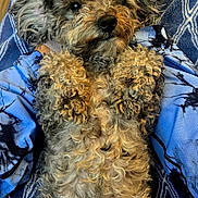 Peluche joined the competition — help win amazing prizes! adorable, animal, blue_blanket, canine, close_up, companion, cozy, curly_fur, cute, dog, fluffy, fur_texture, indoor, lying_down, pet, relaxed, resting, snuggle, soft, tie_dye_shirt