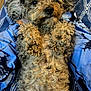 adorable, animal, blue_blanket, canine, close_up, companion, cozy, curly_fur, cute, dog, fluffy, fur_texture, indoor, lying_down, pet, relaxed, resting, snuggle, soft, tie_dye_shirt