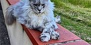 Youtwo participe au concours pour gagner de l'argent avec cette photo : cat, fluffy, gray_cat, animal, outdoor, wall, grass, nature, tree, hill, sky, relaxing, feline, pet, sunlight, daylight, mammal, wildlife, resting, portrait