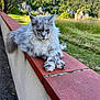 cat, fluffy, gray_cat, animal, outdoor, wall, grass, nature, tree, hill, sky, relaxing, feline, pet, sunlight, daylight, mammal, wildlife, resting, portrait