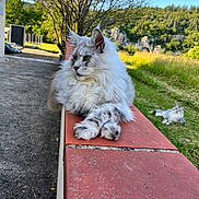 Youtwo a rejoint le concours — aidez-le/la à gagner de superbes lots ! cat, fluffy_cat, outdoor, nature, grass, tree, sunny, relaxing, animal, mammal, pets, landscape, sky, greenery, rock, wildlife, fur, resting, daylight, scenic