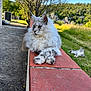 cat, fluffy_cat, outdoor, nature, grass, tree, sunny, relaxing, animal, mammal, pets, landscape, sky, greenery, rock, wildlife, fur, resting, daylight, scenic