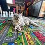 Youtwo a rejoint le concours — aidez-le/la à gagner de superbes lots ! cat, fluffy, indoor, carpet, colorful, play_mat, furniture, dining_table, chairs, cabinet, window, wooden, floor, relaxed, pet, animal, home, living_room, modern, decor
