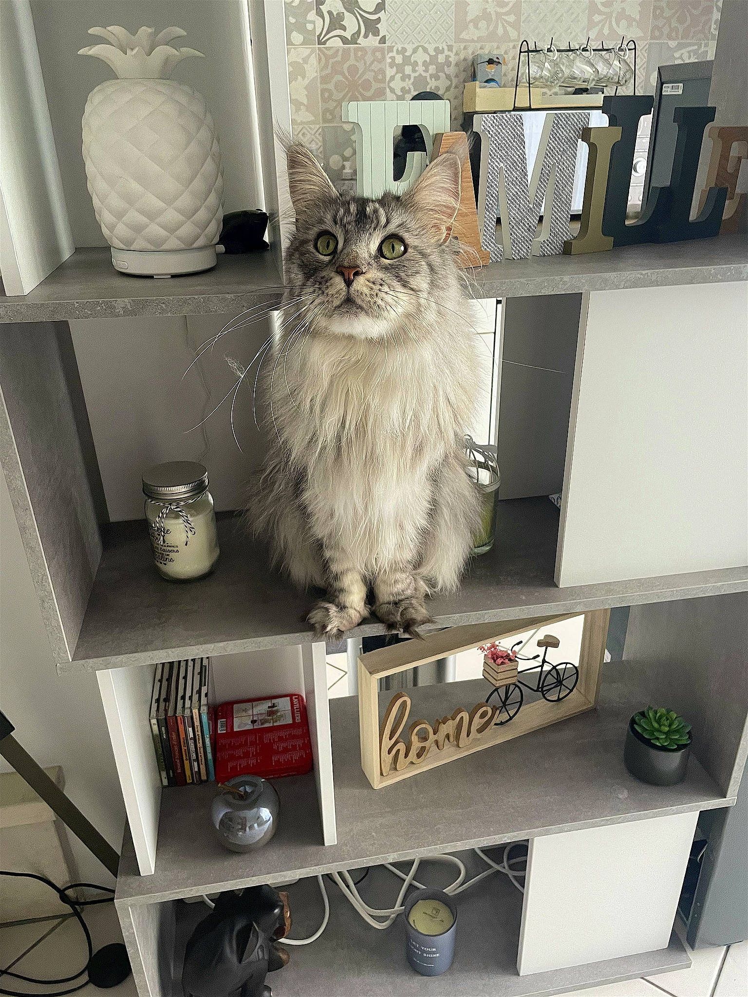 Haku a rejoint le concours — aidez-le/la à gagner de superbes lots ! advertising, art, bookcase, box, cabinetry, carnivore, cat, display_case, felidae, fur, home_accessories, plant, room, shelf, shelving, small_to_medium_sized_cats, tableware, tail, whiskers