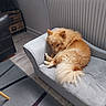 dog, fluffy, couch, gray, indoor, radiator, wood_floor, cozy, pet, furniture, curled_up, resting, quiet, home, domestic, carpet, animal, small_sofa, golden, relaxed