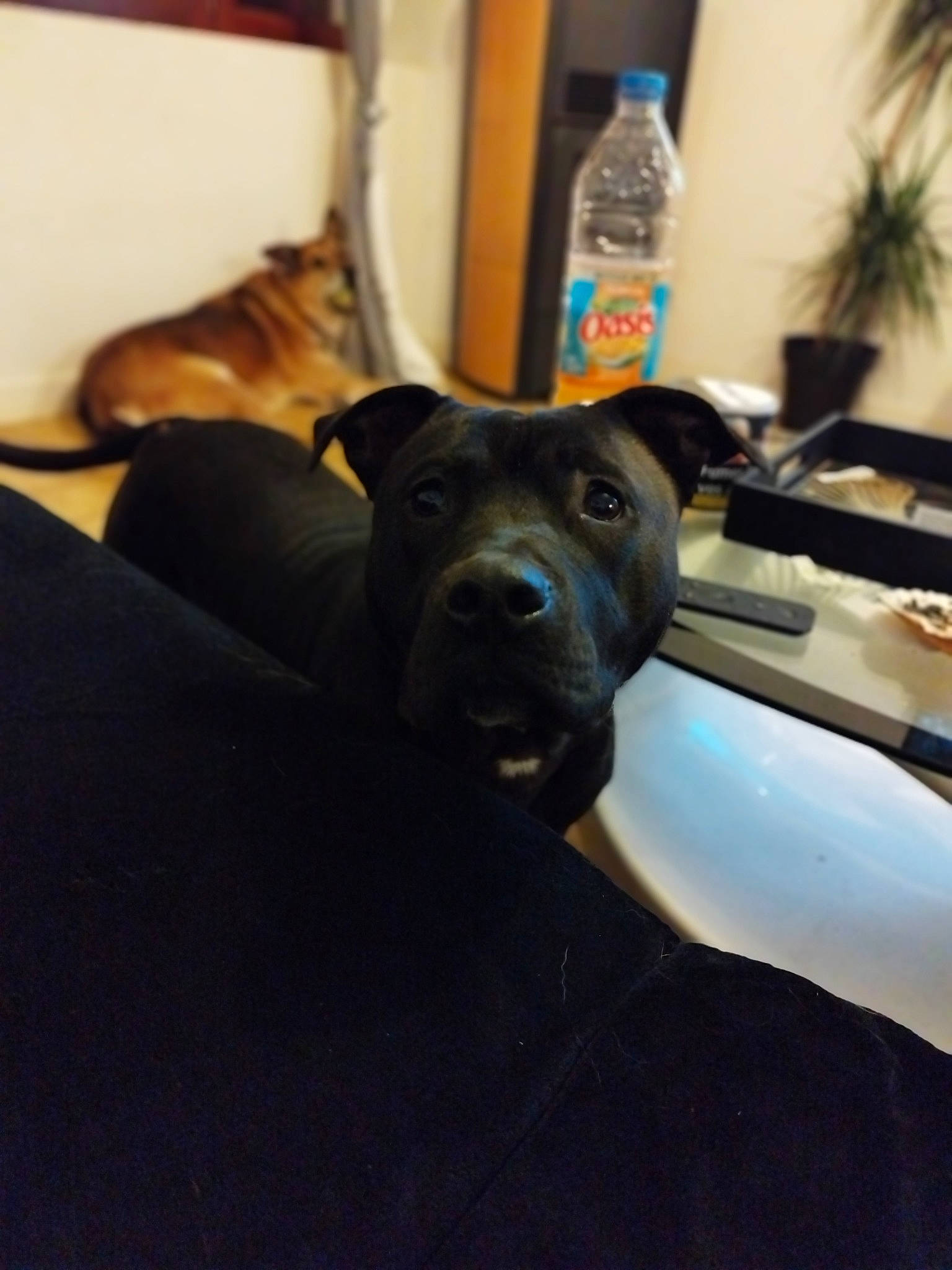 Layka participe au concours pour gagner de l'argent avec cette photo : bottle, carnivore, cloud, comfort, companion_dog, dog, dog_breed, electric_blue, fawn, flooring, fur, houseplant, plant, plastic_bottle, snout, sporting_group, tail, water_bottle, whiskers, working_animal