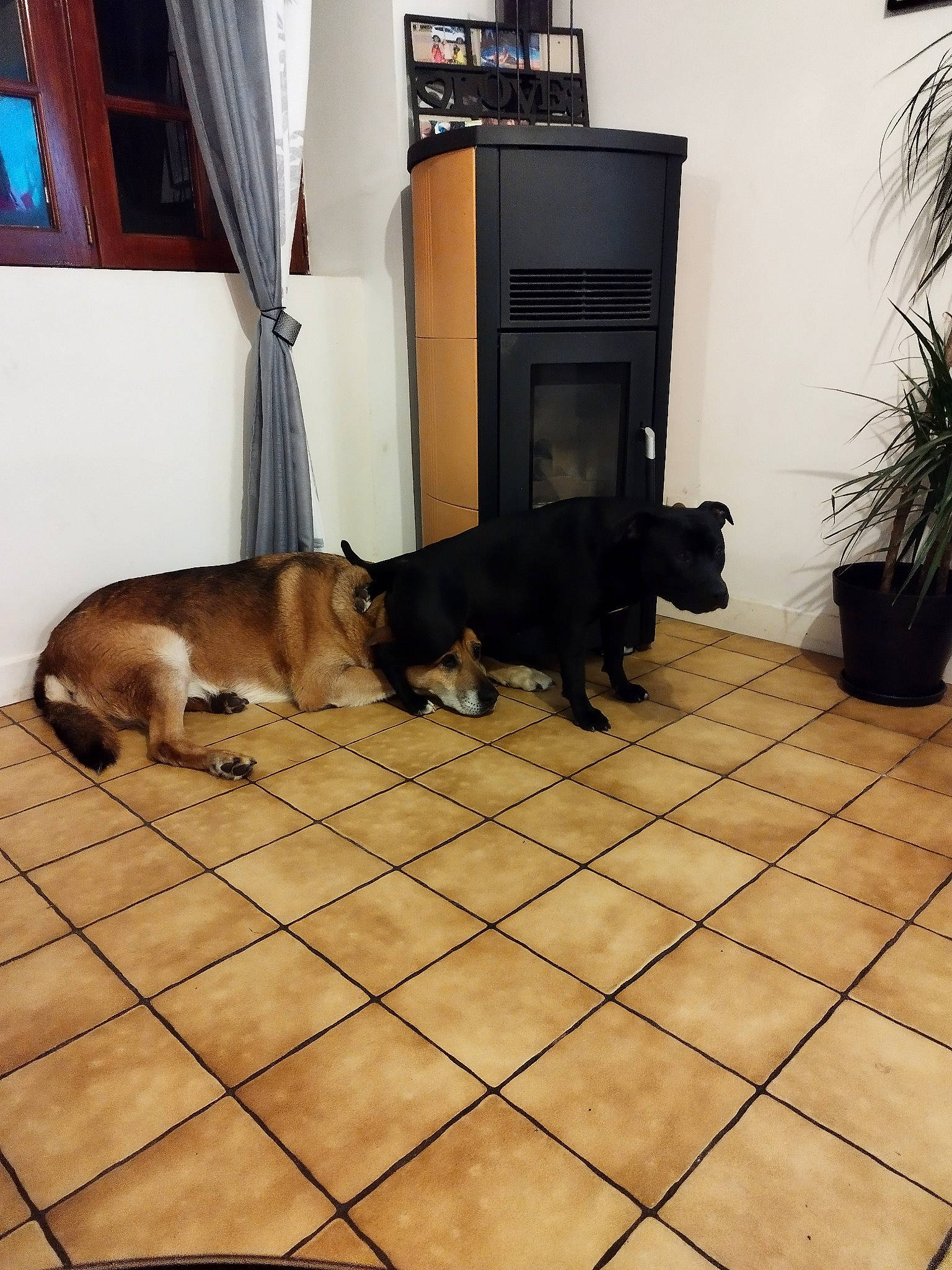 Pahou a rejoint le concours — aidez-le/la à gagner de superbes lots ! carnivore, comfort, companion_dog, curtain, dog, dog_breed, dog_supply, floor, flooring, flowerpot, hardwood, houseplant, pet_supply, plant, room, snout, tail, window, wood, working_animal