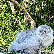 Ulys participe au concours pour gagner de l'argent avec cette photo : angora, animal, cat, flower, grass, green, herbal, herbs, jungle, kitten, land, leaf, nature, outdoors, pet, plant, rainforest, tree, vegetation, wood