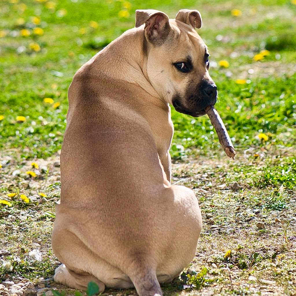 Vaya