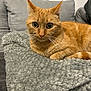 cat, ginger_cat, pet, feline, indoor, blanket, couch, furniture, fur, whiskers, ears, eyes, resting, cozy, domestic_animal, animal, mammal, portrait, cute, relaxing