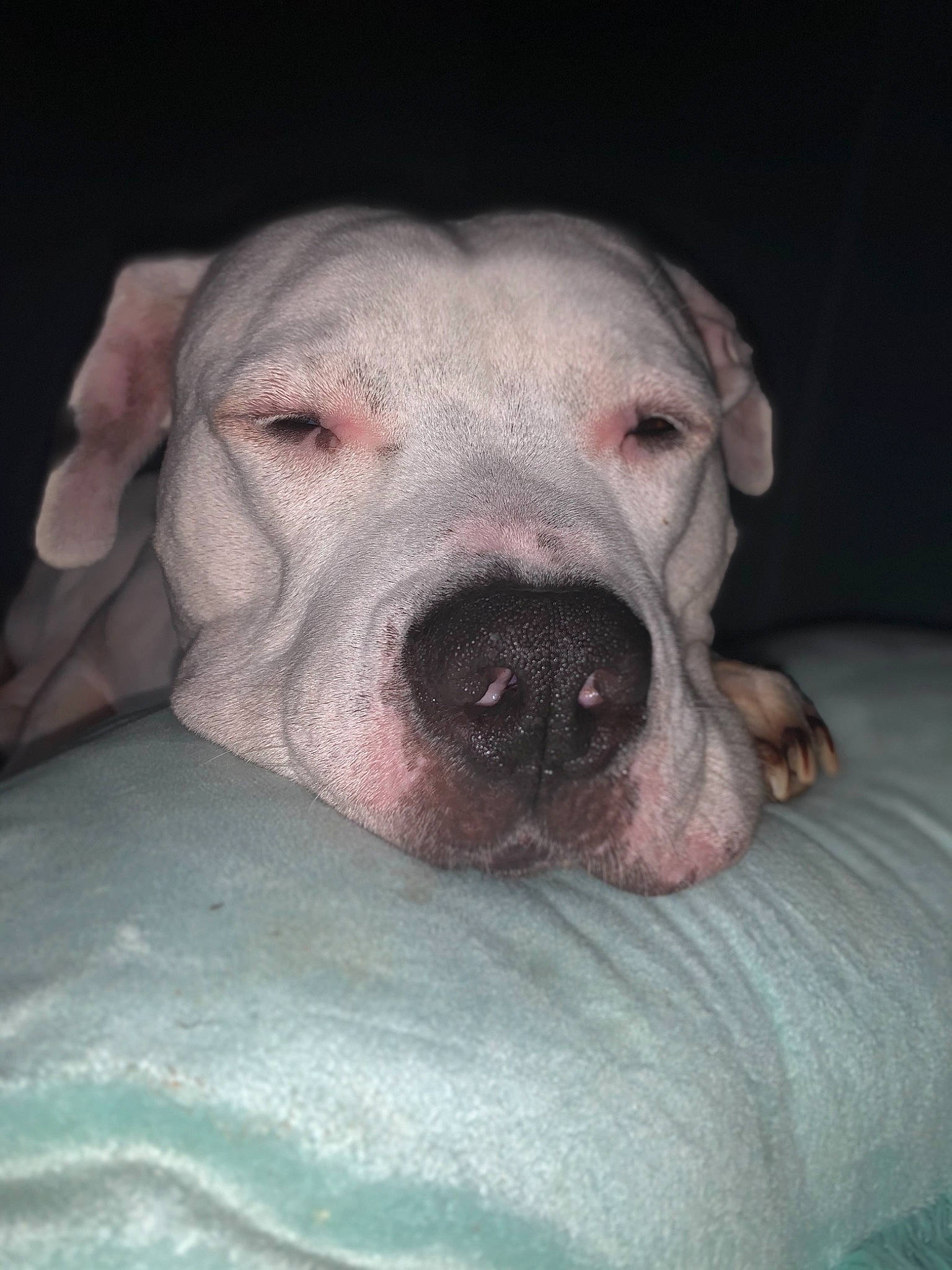 Boss is registered to the contest to win money with this photo: american_bulldog, bulldog, bully_kutta, canidae, carnivore, cordoba_fighting_dog, dog, dog_breed, dogo_argentino, dogo_guatemalteco, fawn, guard_dog, mammal, molosser, non_sporting_group, nose, pit_bull, rare_breed_dog, snout, vertebrate