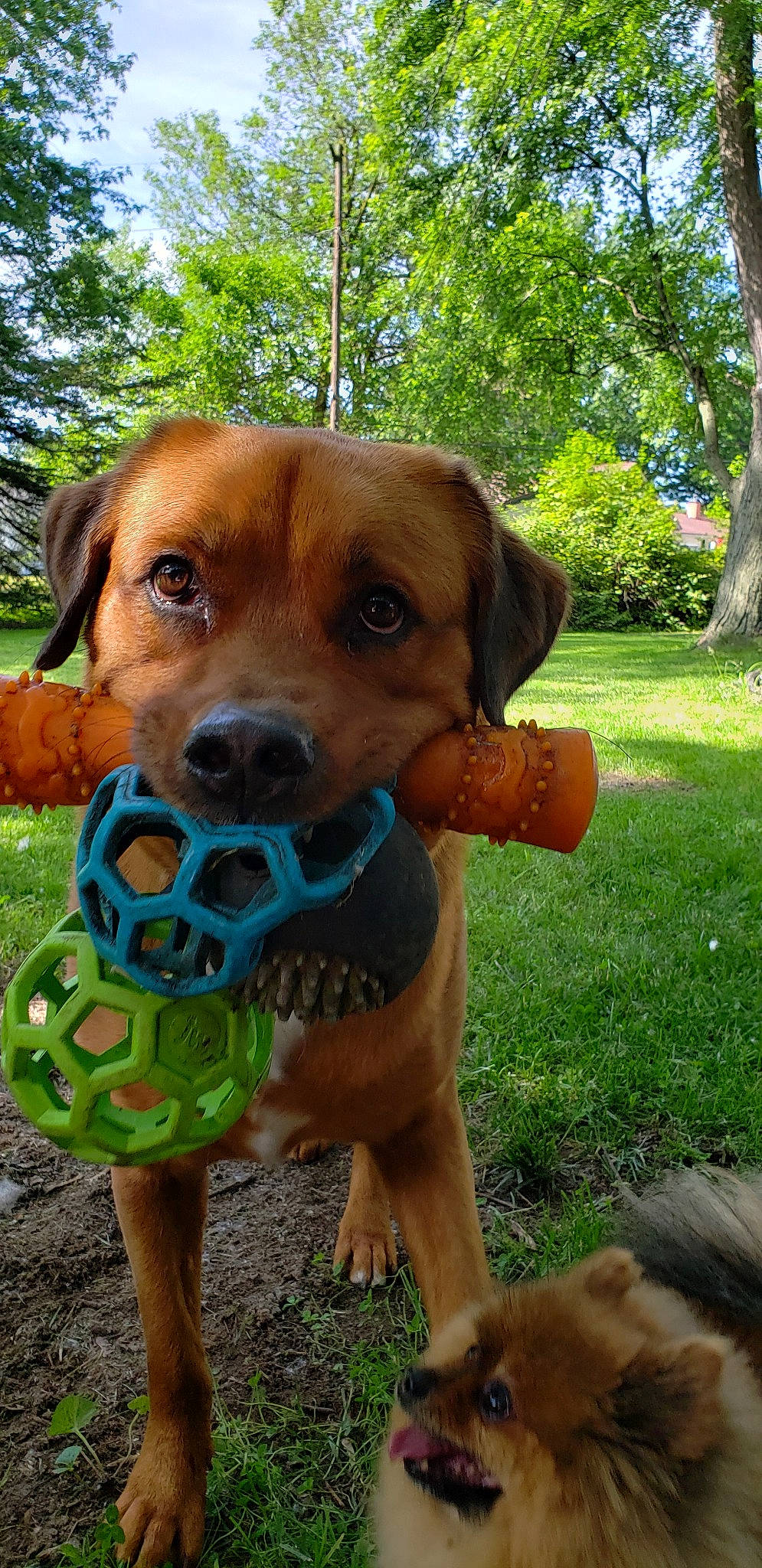 Leo is registered to the contest to win money with this photo: broholmer, canidae, carnivore, companion_dog, coonhound, dog, dog_breed, fawn, hound, hunting_dog, mammal, nose, rare_breed_dog, redbone_coonhound, rhodesian_ridgeback, snout, sporting_group, tosa, vizsla