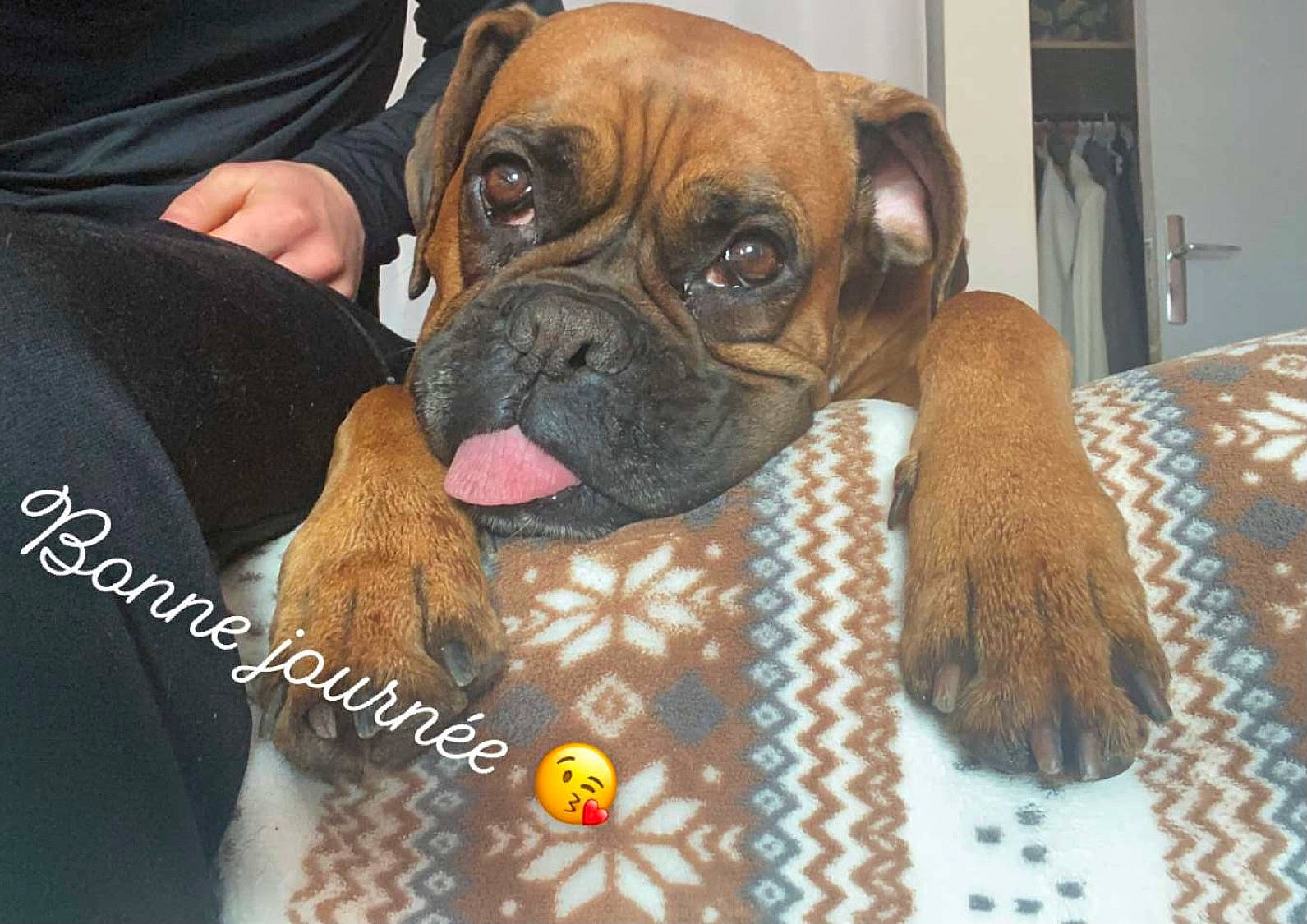 Laya a rejoint le concours — aidez-le/la à gagner de superbes lots ! ancient_dog_breeds, boxer, canidae, carnivore, comfort, companion_dog, dog, dog_breed, fawn, fur, liver, molosser, paw, puppy, snout, sporting_group, whiskers, working_animal, working_dog, wrinkle