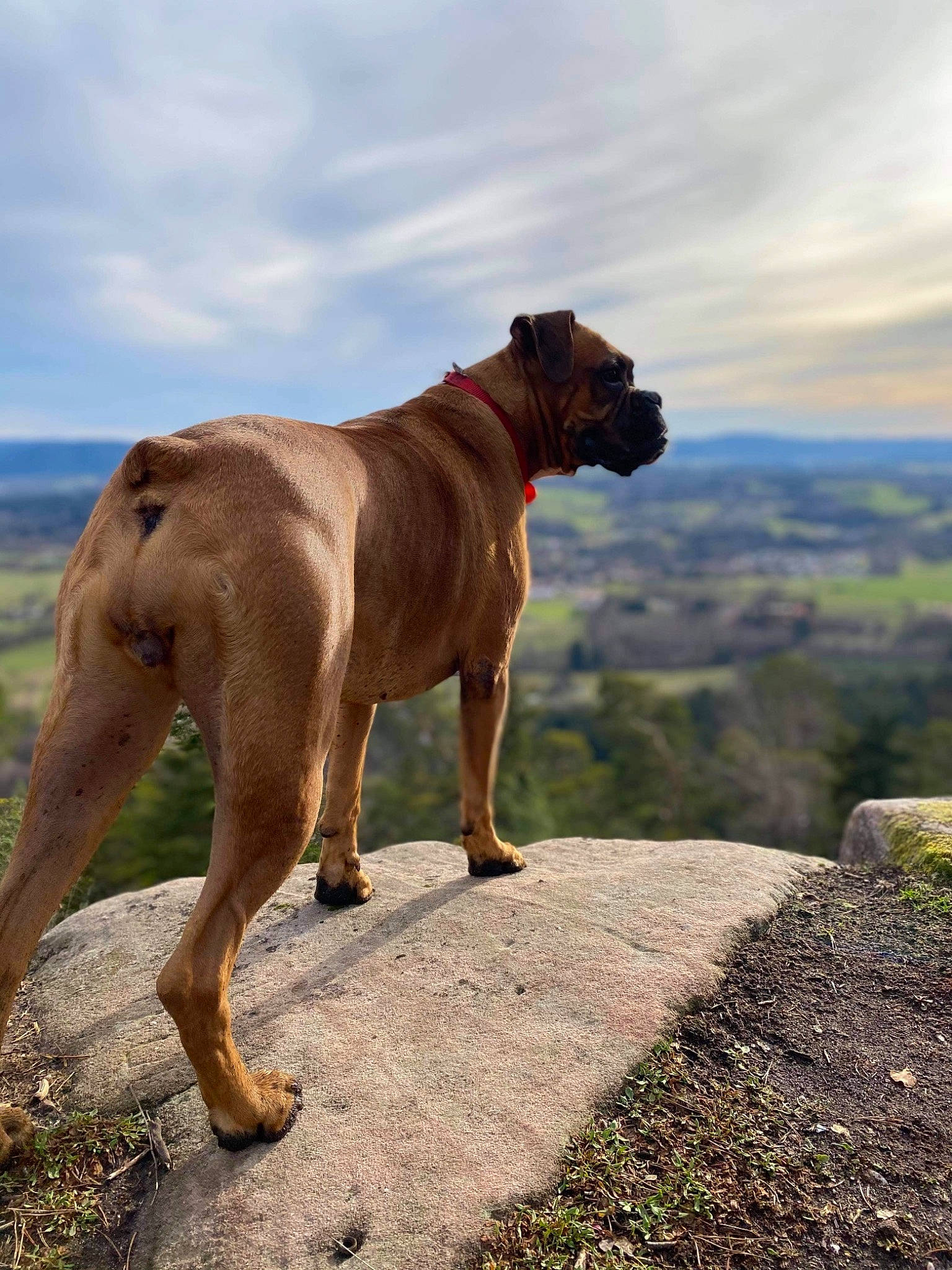 Laya participe au concours pour gagner de l'argent avec cette photo : art, canidae, carnivore, cloud, collar, dog, dog_breed, dog_collar, fawn, grass, landscape, liver, plant, sky, snout, sporting_group, tail, terrestrial_animal, tree, working_animal