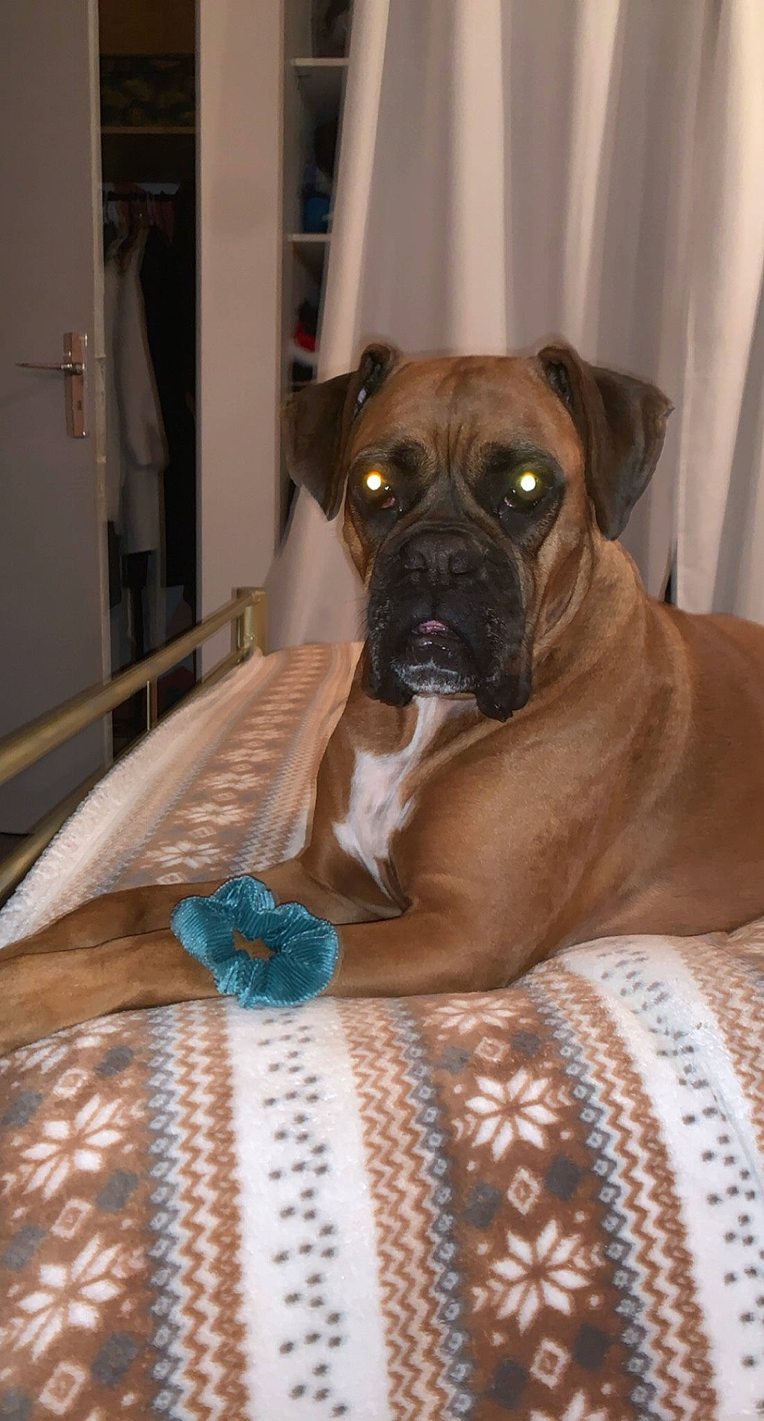 Laya a rejoint le concours — aidez-le/la à gagner de superbes lots ! boxer, canidae, carnivore, comfort, companion_dog, dog, dog_breed, dog_supply, fawn, flooring, hardwood, linens, liver, non_sporting_group, pattern, snout, sporting_group, working_animal, working_dog, wrinkle