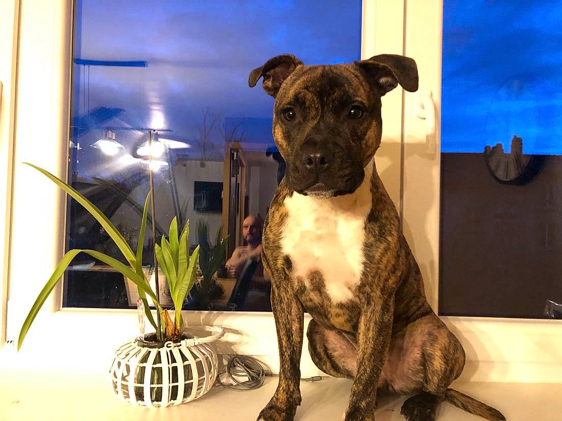 Riga participe au concours pour gagner de l'argent avec cette photo : ancient_dog_breeds, art, blue, boxer, canidae, carnivore, companion_dog, dog, dog_breed, fawn, flowerpot, guard_dog, houseplant, molosser, pet_supply, plant, snout, toy_dog, window, working_animal
