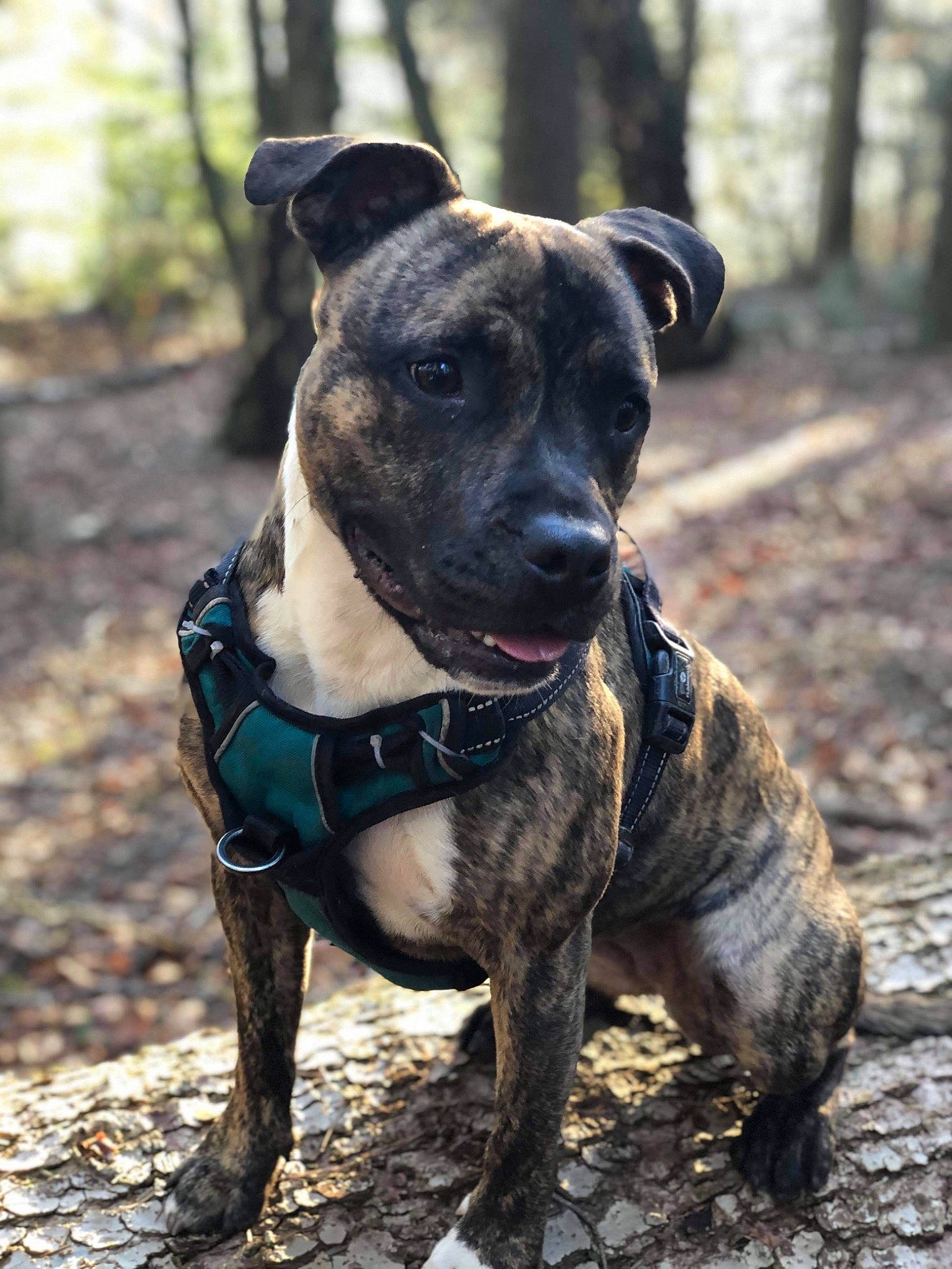 Riga a rejoint le concours — aidez-le/la à gagner de superbes lots ! canidae, carnivore, collar, companion_dog, dog, dog_breed, dog_collar, electric_blue, fawn, grass, guard_dog, molosser, plant, snout, sporting_group, terrestrial_animal, tree, whiskers, working_animal, working_dog