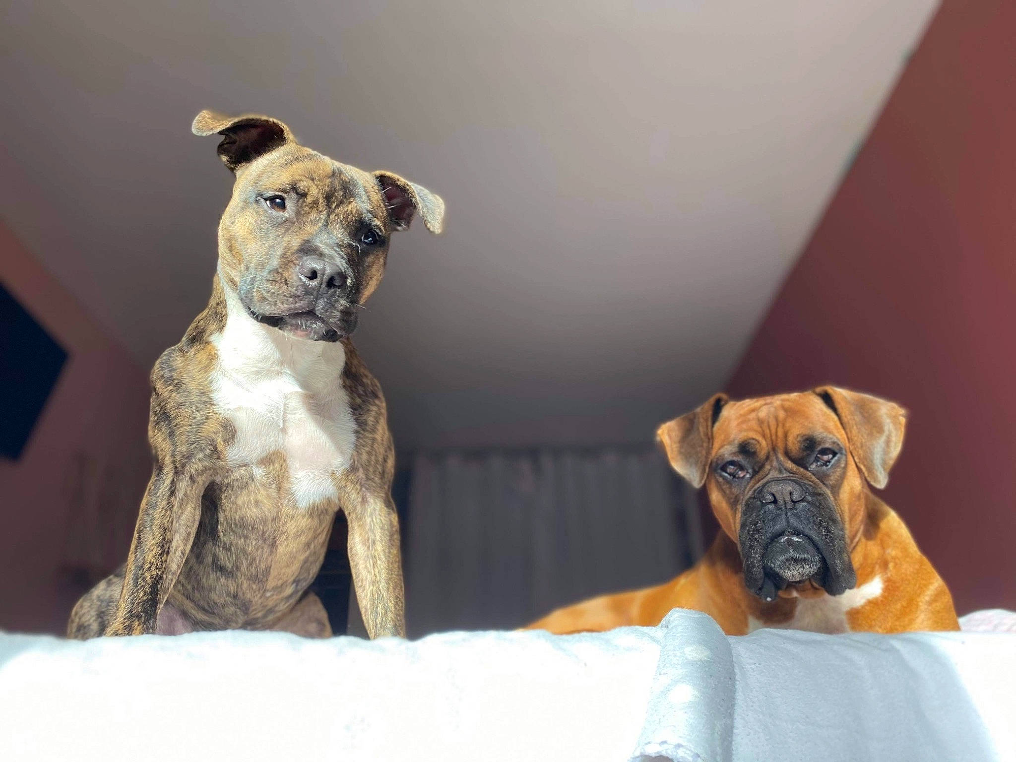 Riga participe au concours pour gagner de l'argent avec cette photo : art, artifact, boxer, canidae, carnivore, collar, comfort, companion_dog, dog, dog_breed, dog_collar, dog_supply, fawn, pet_supply, snout, sporting_group, terrestrial_animal, toy_dog, working_animal, working_dog