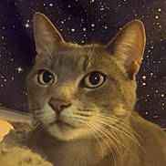 Winry joined the competition — help win amazing prizes! animal, background, blanket, cat, close_up, cozy, curious, domestic_cat, ears, eyes, feline, fur, indoor, muzzle, night, pet, portrait, soft_texture, starry_sky, whiskers
