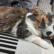 Dakota participe au concours pour gagner de l'argent avec cette photo : cat, calico_cat, sleeping_cat, plush_toy, sloth_toy, fur, whiskers, paw, cozy, napping, blanket, cushion, indoor, sofa, patterned_rug, close_up, pet, soft_texture, relaxed, home