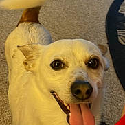 Ziggy joined the competition — help win amazing prizes! accessories, animal, ball, bodypart, canine, chihuahua, dog, eskimodog, goldenretriever, hound, husky, labradorretriever, mouth, person, pet, puppy, snout, sport, strap, whitedog