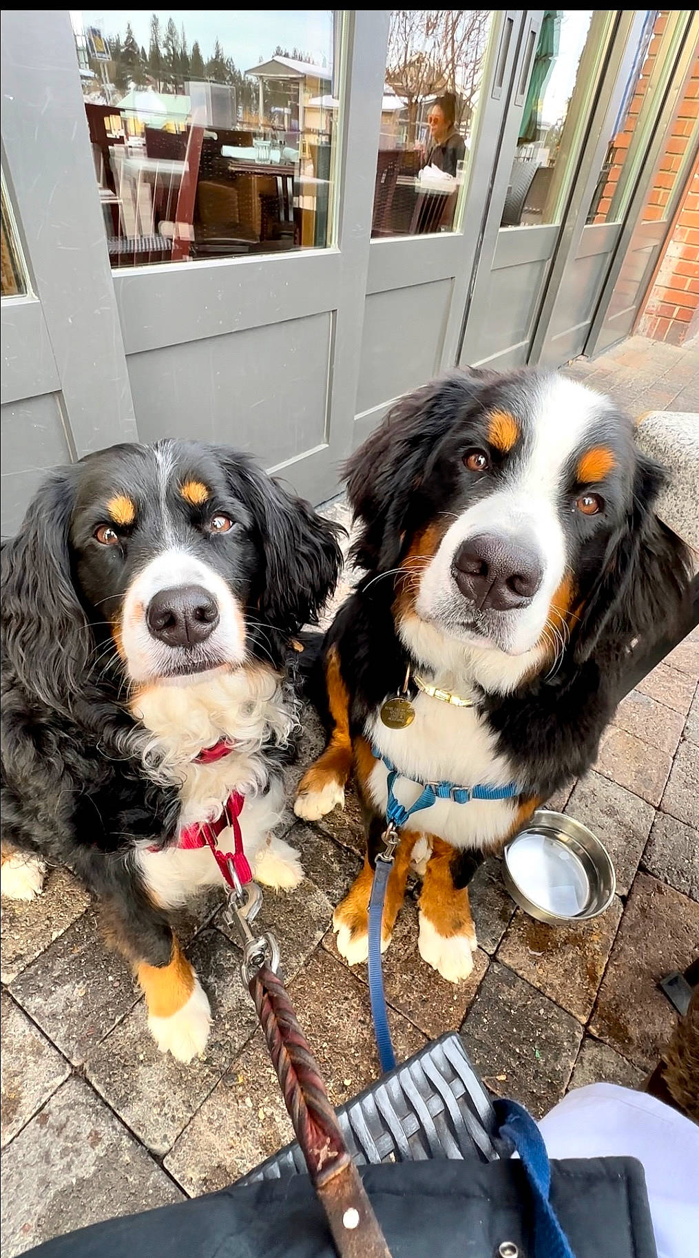 Heidi is registered to the contest to win money with this photo: canidae, carnivore, companion_dog, dog, dog_breed, door, fur, king_charles_spaniel, snout, sporting_group, working_animal, working_dog