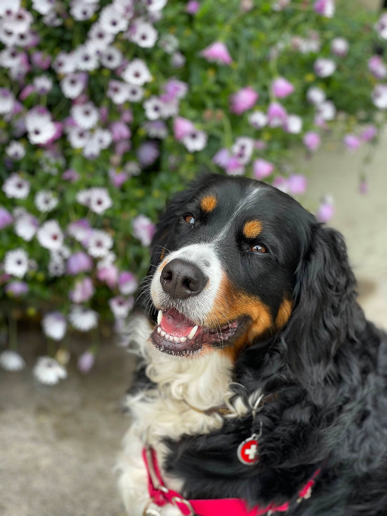 Heidi joined the competition — help win amazing prizes! annual_plant, bernese_mountain_dog, canidae, carnivore, collar, companion_dog, dog, dog_breed, dog_collar, flower, fur, grass, plant, snout, sporting_group, terrestrial_animal, tree, whiskers, working_animal, working_dog
