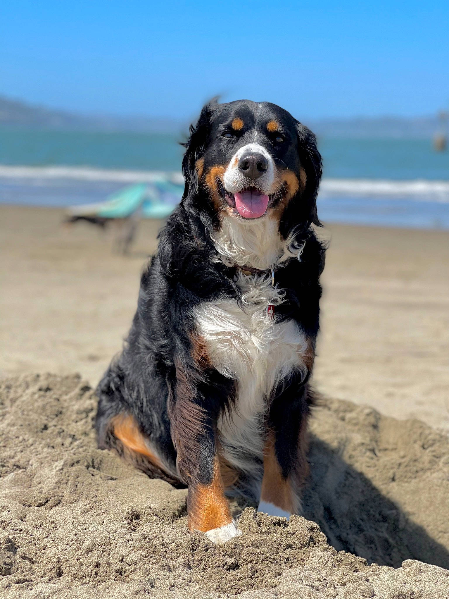 Heidi joined the competition — help win amazing prizes! ball, beach, canidae, carnivore, collar, companion_dog, dog, dog_breed, dog_collar, fur, gun_dog, horizon, ocean, sand, sky, snout, soil, sporting_group, water, working_dog