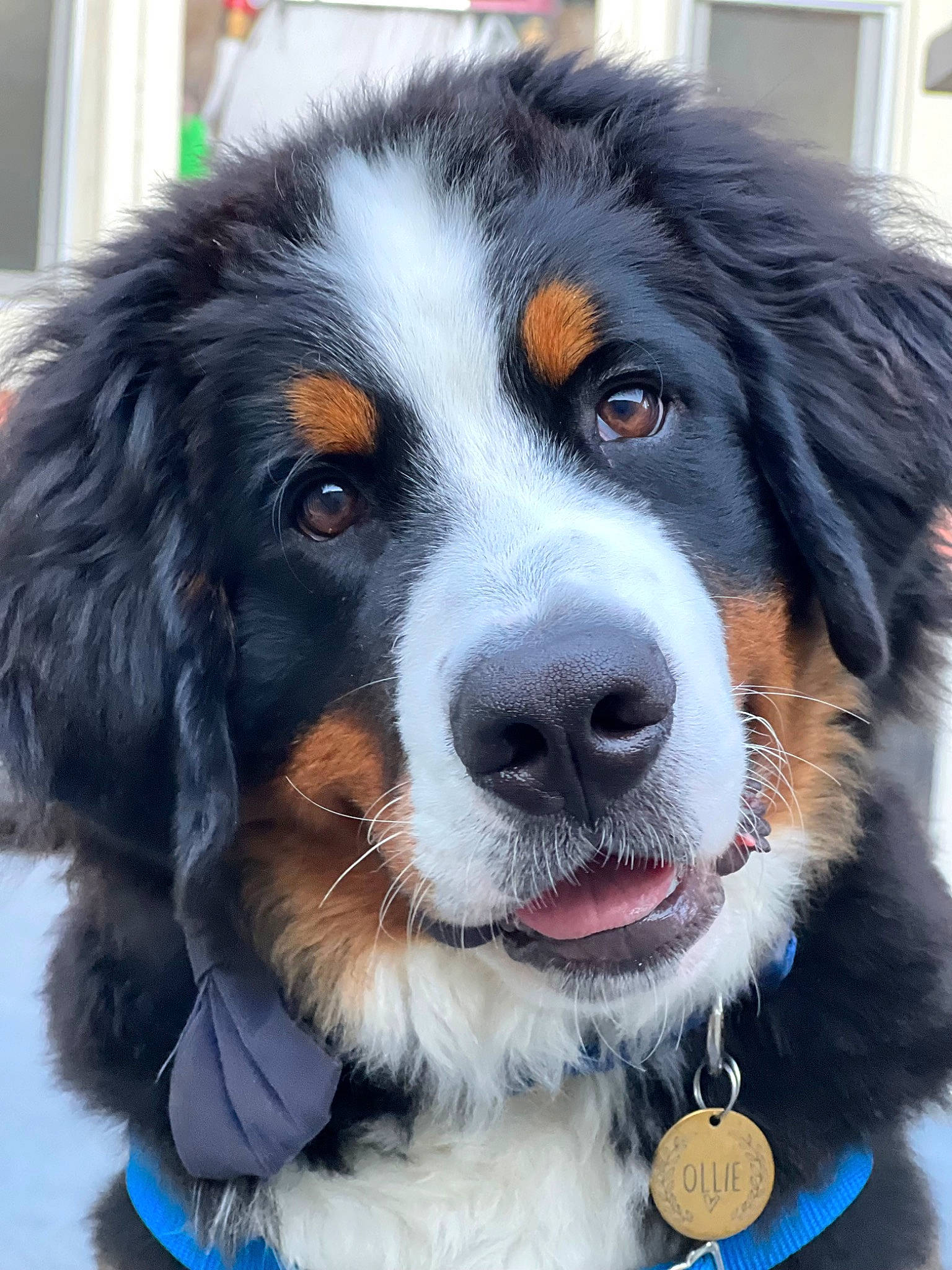Ollie is registered to the contest to win money with this photo: bernese_mountain_dog, canidae, carnivore, companion_dog, dog, dog_breed, fur, giant_dog_breed, snout, sporting_group, terrestrial_animal, whiskers, working_dog