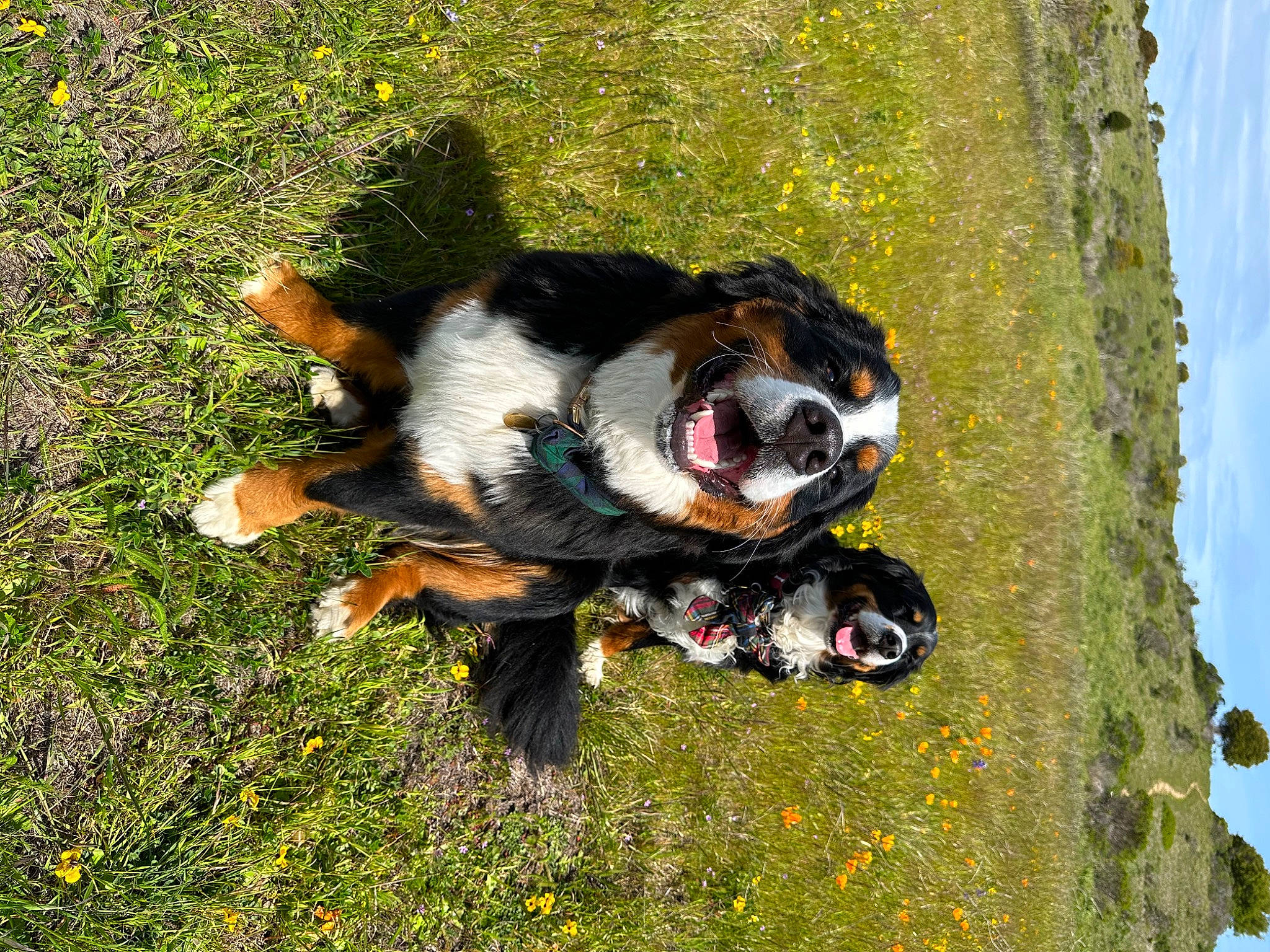 Ollie joined the competition — help win amazing prizes! adventure, canidae, carnivore, companion_dog, dog, dog_breed, dog_supply, fur, grass, herding_dog, people_in_nature, plant, sky, sporting_group, tail, terrestrial_animal, working_animal, working_dog