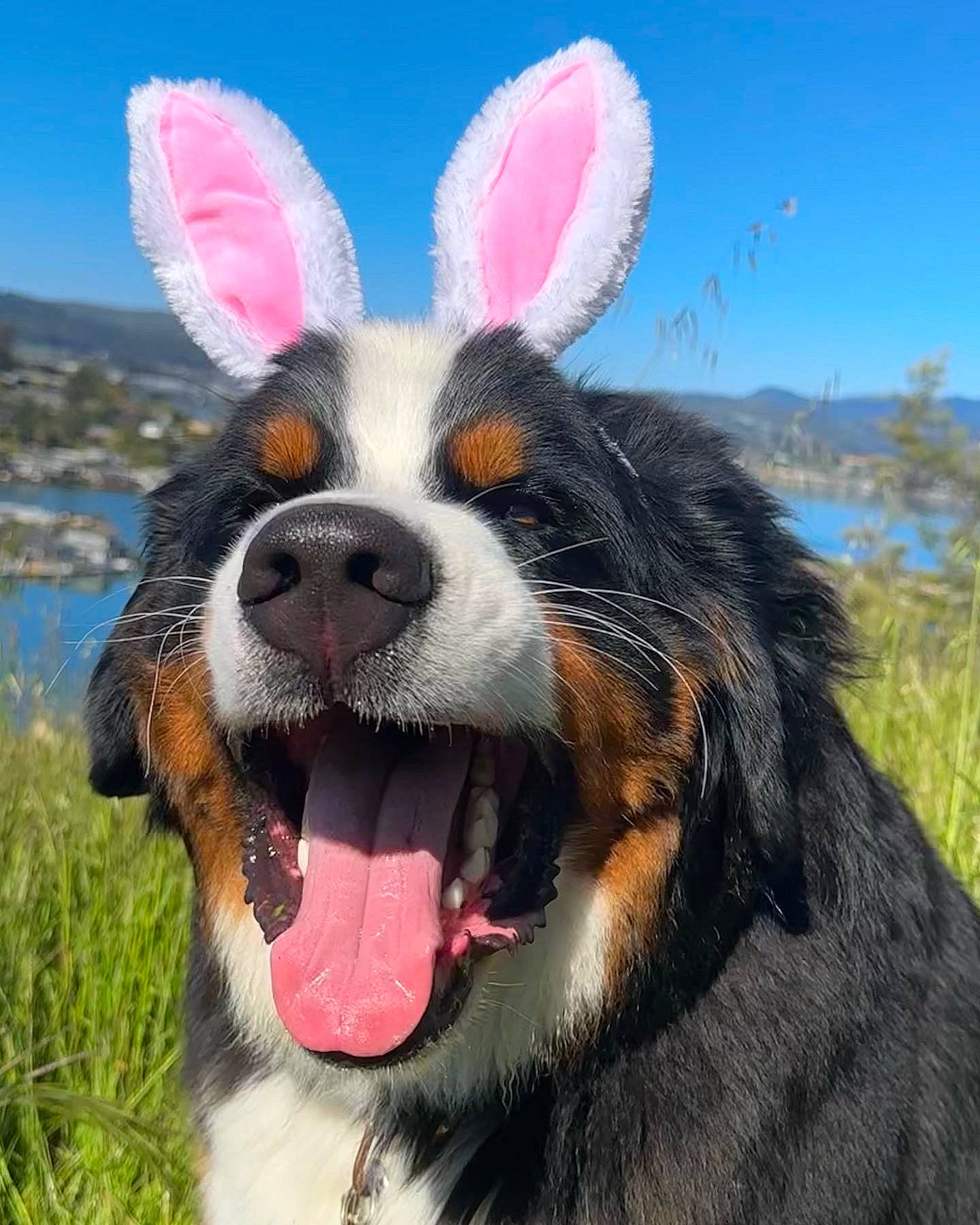 Ollie joined the competition — help win amazing prizes! canidae, carnivore, collar, companion_dog, dog, dog_breed, ear, eye, fawn, grass, happy, herding_dog, photograph, plant, sky, snout, sporting_group, water, whiskers, working_animal