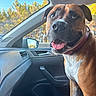 Esco a rejoint le concours — aidez-le/la à gagner de superbes lots ! dog, car_interior, passenger_seat, smiling, happy, brown_coat, white_coat, collar, window, trees, daylight, sunny, dashboard, side_mirror, seat, pet, animal, tongue_out, close_up, inside_car