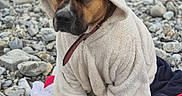 Esco participe au concours pour gagner de l'argent avec cette photo : dog, hoodie, clothing, pet, outdoor, rocky_beach, blanket, brown_dog, cozy, sitting, cold_weather, fur, canine, animal, nature, relaxed, cute, portrait, casual, leash